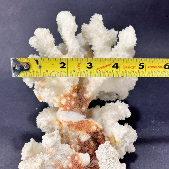 Natural White Coral Brown Stem Cluster Nautical Coastal Aquarium Decor 7" x 5" - Picture 12 of 13